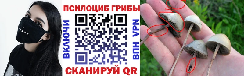 дарнет шоп  Сатка  Галлюциногенные грибы Psilocybine cubensis 